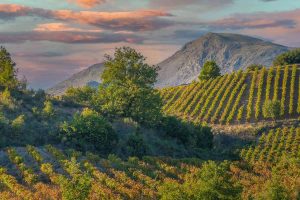 Wines of Peloponnesos